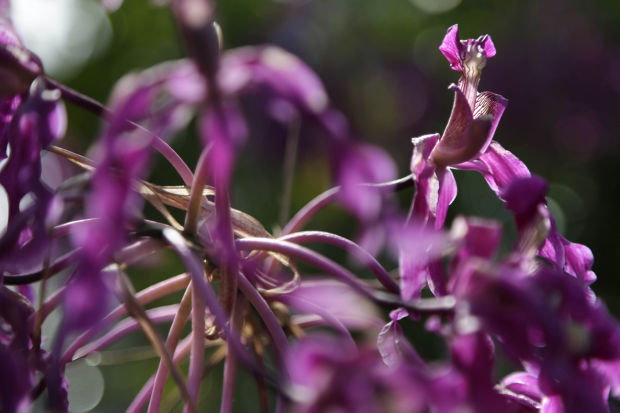 Orchid show at New York Botanical Gardens
